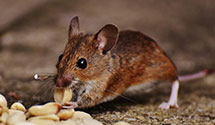 24 Hour & Emergency Exterminators in Muhlenberg Township, PA